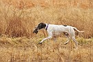 slides/mdgsp-090315_03_DSC_3263.jpg  Mason-Dixon German Shorthaired Pointer Club - Spring 2009 Hunt Test - McKee-Beshers