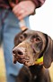 slides/mdgsp-090315_06_DSC_3267.jpg  Mason-Dixon German Shorthaired Pointer Club - Spring 2009 Hunt Test - McKee-Beshers