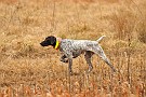 slides/mdgsp-090315_09_DSC_3287.jpg  Mason-Dixon German Shorthaired Pointer Club - Spring 2009 Hunt Test - McKee-Beshers