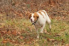 slides/mdgsp-090315_16_DSC_3315.jpg  Mason-Dixon German Shorthaired Pointer Club - Spring 2009 Hunt Test - McKee-Beshers