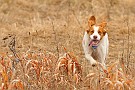 slides/mdgsp-090315_18_DSC_3322.jpg  Mason-Dixon German Shorthaired Pointer Club - Spring 2009 Hunt Test - McKee-Beshers