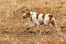 slides/mdgsp-090315_21_DSC_3330.jpg  Mason-Dixon German Shorthaired Pointer Club - Spring 2009 Hunt Test - McKee-Beshers