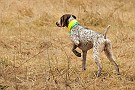 slides/mdgsp-090315_23_DSC_3338.jpg  Mason-Dixon German Shorthaired Pointer Club - Spring 2009 Hunt Test - McKee-Beshers