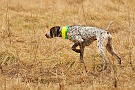 slides/mdgsp-090315_24_DSC_3339.jpg  Mason-Dixon German Shorthaired Pointer Club - Spring 2009 Hunt Test - McKee-Beshers