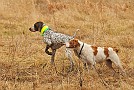 slides/mdgsp-090315_25_DSC_3343.jpg  Mason-Dixon German Shorthaired Pointer Club - Spring 2009 Hunt Test - McKee-Beshers