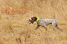 slides/mdgsp-090315_28_DSC_3351.jpg  Mason-Dixon German Shorthaired Pointer Club - Spring 2009 Hunt Test - McKee-Beshers