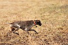 slides/mdgsp-090315_30_DSC_3364.jpg  Mason-Dixon German Shorthaired Pointer Club - Spring 2009 Hunt Test - McKee-Beshers
