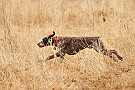 slides/mdgsp-090315_31_DSC_3365.jpg  Mason-Dixon German Shorthaired Pointer Club - Spring 2009 Hunt Test - McKee-Beshers