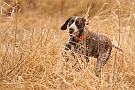 slides/mdgsp-090315_32_DSC_3367.jpg  Mason-Dixon German Shorthaired Pointer Club - Spring 2009 Hunt Test - McKee-Beshers