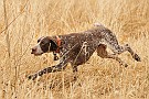 slides/mdgsp-090315_33_DSC_3370.jpg  Mason-Dixon German Shorthaired Pointer Club - Spring 2009 Hunt Test - McKee-Beshers