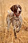 slides/mdgsp-090315_34_DSC_3372.jpg  Mason-Dixon German Shorthaired Pointer Club - Spring 2009 Hunt Test - McKee-Beshers