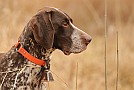 slides/mdgsp-090315_35_DSC_3374.jpg  Mason-Dixon German Shorthaired Pointer Club - Spring 2009 Hunt Test - McKee-Beshers