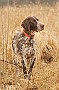 slides/mdgsp-090315_36_DSC_3378.jpg  Mason-Dixon German Shorthaired Pointer Club - Spring 2009 Hunt Test - McKee-Beshers
