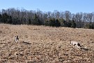 slides/dcwc-090321_04_DSC_3471.jpg  DC Weimaraner Club - 2009 Spring Hunt Test
