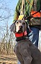 slides/dcwc-090321_05_DSC_3474.jpg  DC Weimaraner Club - 2009 Spring Hunt Test
