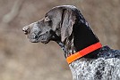 slides/dcwc-090321_06_DSC_3486.jpg  DC Weimaraner Club - 2009 Spring Hunt Test