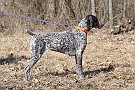 slides/dcwc-090321_08_DSC_3496.jpg  DC Weimaraner Club - 2009 Spring Hunt Test