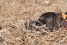 slides/dcwc-090321_09_DSC_3497.jpg  DC Weimaraner Club - 2009 Spring Hunt Test