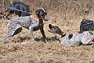 slides/dcwc-090321_10_DSC_3499.jpg  DC Weimaraner Club - 2009 Spring Hunt Test