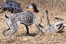 slides/dcwc-090321_12_DSC_3506.jpg  DC Weimaraner Club - 2009 Spring Hunt Test
