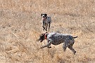 slides/dcwc-090321_16_DSC_3524.jpg  DC Weimaraner Club - 2009 Spring Hunt Test