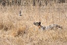 slides/dcwc-090321_17_DSC_3526.jpg  DC Weimaraner Club - 2009 Spring Hunt Test