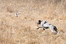slides/dcwc-090321_18_DSC_3527.jpg  DC Weimaraner Club - 2009 Spring Hunt Test