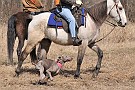 slides/dcwc-090321_22_DSC_3541.jpg  DC Weimaraner Club - 2009 Spring Hunt Test
