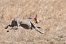 slides/dcwc-090321_23_DSC_3547.jpg  DC Weimaraner Club - 2009 Spring Hunt Test