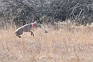 slides/dcwc-090321_24_DSC_3549.jpg  DC Weimaraner Club - 2009 Spring Hunt Test