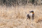 slides/dcwc-090321_26_DSC_3556.jpg  DC Weimaraner Club - 2009 Spring Hunt Test