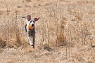 slides/dcwc-090321_27_DSC_3557.jpg  DC Weimaraner Club - 2009 Spring Hunt Test