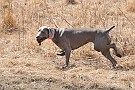 slides/dcwc-090321_28_DSC_3563.jpg  DC Weimaraner Club - 2009 Spring Hunt Test