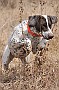 slides/dcwc-090321_29_DSC_3569.jpg  DC Weimaraner Club - 2009 Spring Hunt Test