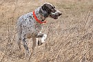 slides/dcwc-090321_30_DSC_3573.jpg  DC Weimaraner Club - 2009 Spring Hunt Test