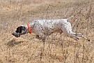 slides/dcwc-090321_31_DSC_3576.jpg  DC Weimaraner Club - 2009 Spring Hunt Test