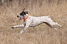 slides/dcwc-090321_32_DSC_3579.jpg  DC Weimaraner Club - 2009 Spring Hunt Test