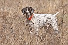 slides/dcwc-090321_33_DSC_3582.jpg  DC Weimaraner Club - 2009 Spring Hunt Test