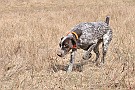 slides/dcwc-090321_34_DSC_3591.jpg  DC Weimaraner Club - 2009 Spring Hunt Test