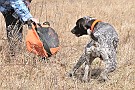 slides/dcwc-090321_35_DSC_3597.jpg  DC Weimaraner Club - 2009 Spring Hunt Test
