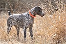 slides/dcwc-090321_36_DSC_3600.jpg  DC Weimaraner Club - 2009 Spring Hunt Test