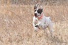 slides/dcwc-090321_37_DSC_3601.jpg  DC Weimaraner Club - 2009 Spring Hunt Test