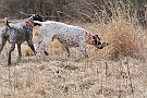 slides/dcwc-090321_38_DSC_3602.jpg  DC Weimaraner Club - 2009 Spring Hunt Test