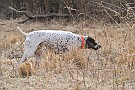 slides/dcwc-090321_39_DSC_3603.jpg  DC Weimaraner Club - 2009 Spring Hunt Test