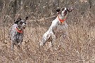 slides/dcwc-090321_40_DSC_3604.jpg  DC Weimaraner Club - 2009 Spring Hunt Test