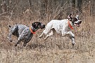 slides/dcwc-090321_41_DSC_3605.jpg  DC Weimaraner Club - 2009 Spring Hunt Test
