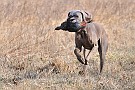 slides/dcwc-090321_43_DSC_3611.jpg  DC Weimaraner Club - 2009 Spring Hunt Test