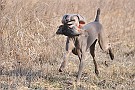 slides/dcwc-090321_44_DSC_3612.jpg  DC Weimaraner Club - 2009 Spring Hunt Test