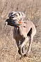 slides/dcwc-090321_45_DSC_3613.jpg  DC Weimaraner Club - 2009 Spring Hunt Test