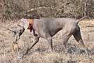 slides/dcwc-090321_46_DSC_3630.jpg  DC Weimaraner Club - 2009 Spring Hunt Test